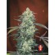 AK 47 - Serious Seeds