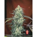 AK 47 - Serious Seeds