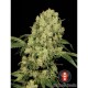 AK 47 - Serious Seeds