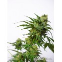 Super Strain - Fanatik Seeds