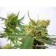 Super Strain - Fanatik Seeds