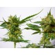 Super Strain - Fanatik Seeds