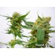 Super Strain - Fanatik Seeds