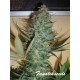 AK 47 graines à auto floraison de chez Fanatik Seeds