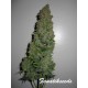 AK 47 graines à auto floraison de chez Fanatik Seeds