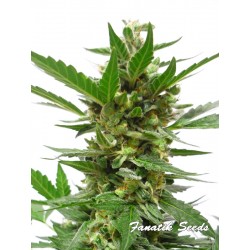 White Widow Auto - Fanatik Seeds