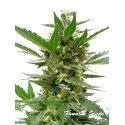 White Widow Auto - Fanatik Seeds