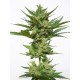 White Widow Auto - Fanatik Seeds