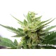 Graine de White Widow Automatiques et féminisées de Fanatik Seeds