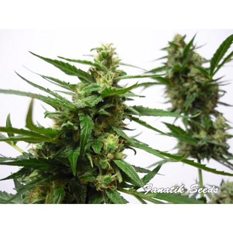 Big Bud Automatique ou autoflo de Fanatik Seeds