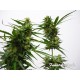 Big Bud Automatique ou autoflo de Fanatik Seeds