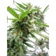 Big Bud Automatique ou autoflo de Fanatik Seeds