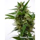 Big Bud Automatique ou autoflo de Fanatik Seeds