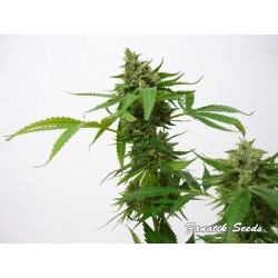 Brain Crusher - Fanatik Seeds