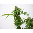 Brain Crusher - Fanatik Seeds