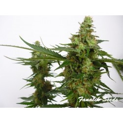 Critical - Fanatik Seeds