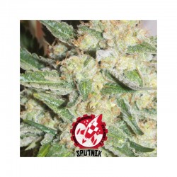 Bubble Goom Auto - Sputnik Seeds