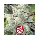 Black Domina Explosion Auto - Sputnik Seeds