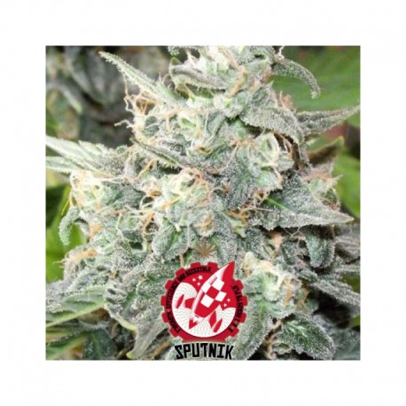 Black Domina Explosion - Sputnik Seeds