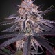 King's Juice - Green House Seeds