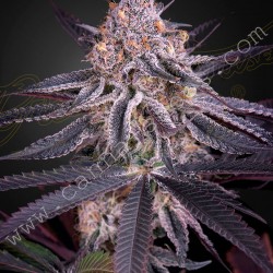 King's Juice - Green House Seeds