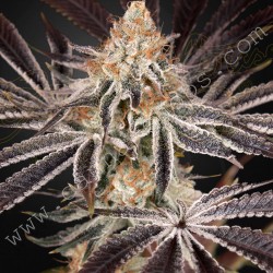 Dark Phoenix - Green House Seeds