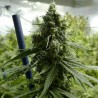 Lemon Haze Féminisée