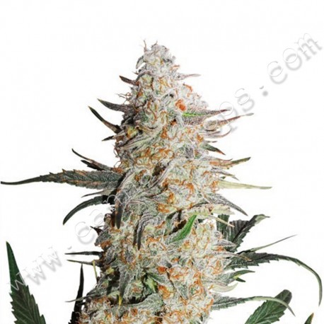 Critical Impact fem