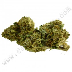 Space Queen CBD