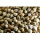 Graines de CBD Cannatonic Cookies CBD