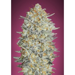 Gelasto 33 - Advanced Seeds