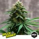 Bruce Banner 3