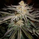 Sour Diesel Féminisée