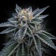 3 Peat - DNA Genetics