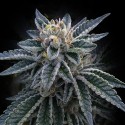 3 Peat - DNA Genetics