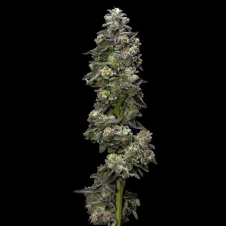 Baker's Delight - DNA Genetics