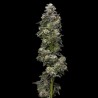 Baker's Delight - DNA Genetics