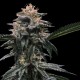Banana Sorbet - DNA Genetics