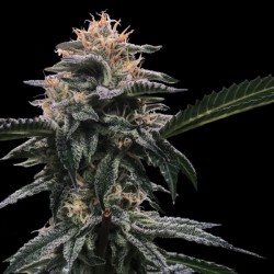 Banana Sorbet - DNA Genetics