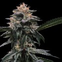 Banana Sorbet - DNA Genetics