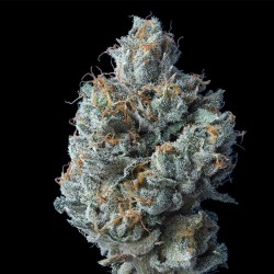 Challah Cake - DNA Genetics