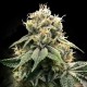 Chocolate Truffle - DNA Genetics