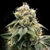 Chocolate Truffle Shuffle - DNA Genetics