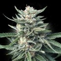Chocolope 256 - DNA Genetics
