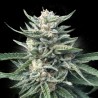 Chocolope 256 - DNA Genetics