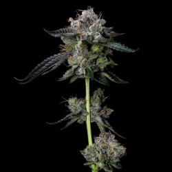 Four Prophets - DNA Genetics
