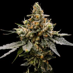 Gaz Money - DNA Genetics
