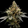 Gaz Money - DNA Genetics