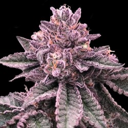 Graines de DNA Cake - DNA Genetics