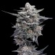 HG23 Michael Jordan - DNA Genetics